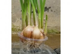 大蒜的種植與儲存方法揭秘，這樣做更好！