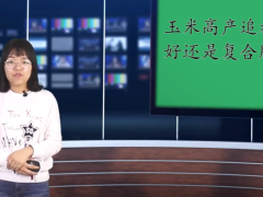 農業知識：玉米高產應該追施尿素還是復合肥？農民了解了嗎