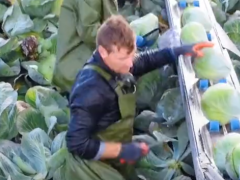 外國農業機械化摘卷心菜，看起來很先進